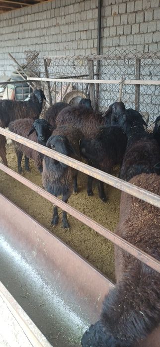 Қой сатылады семіз