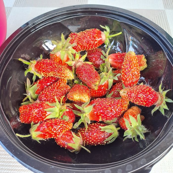 Продам рассаду клубники