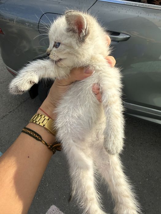 Котята,мальчик и девочка,в хорошие руки
