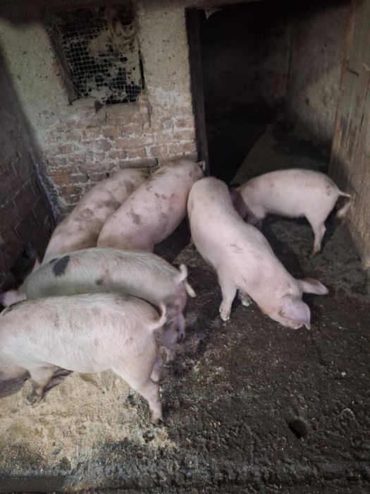 Продавам прасета