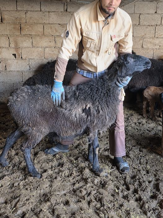 Egiz tugʻgan qŏy sotiladi