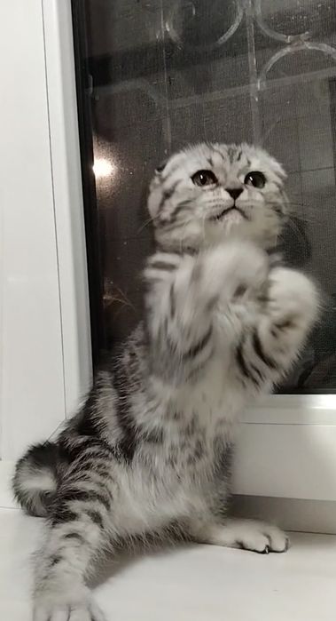 Шикарная мраморная девочка- фолдик