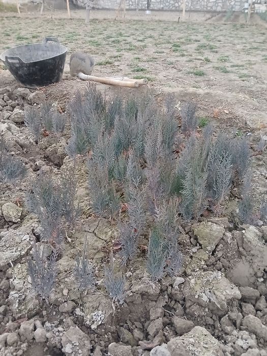 Archa va zaldori ko'chatlari  1yillik   sasna tuya archa