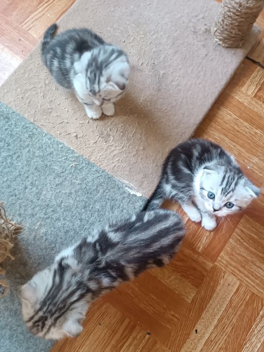 Продаю Скотиш фолд