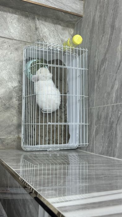 karlik quyon idishi bilan