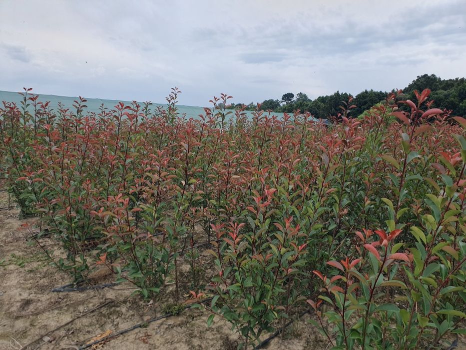 Photinia Red Robin