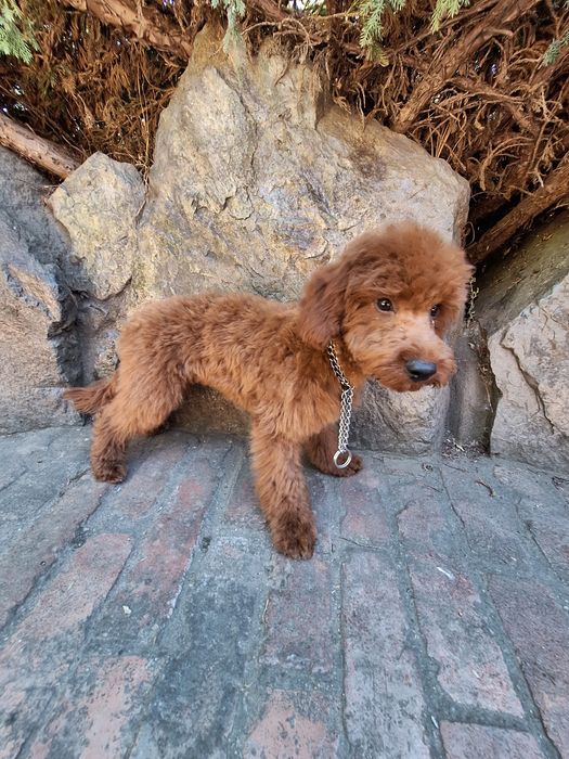 Pudel/Caniche mascul
