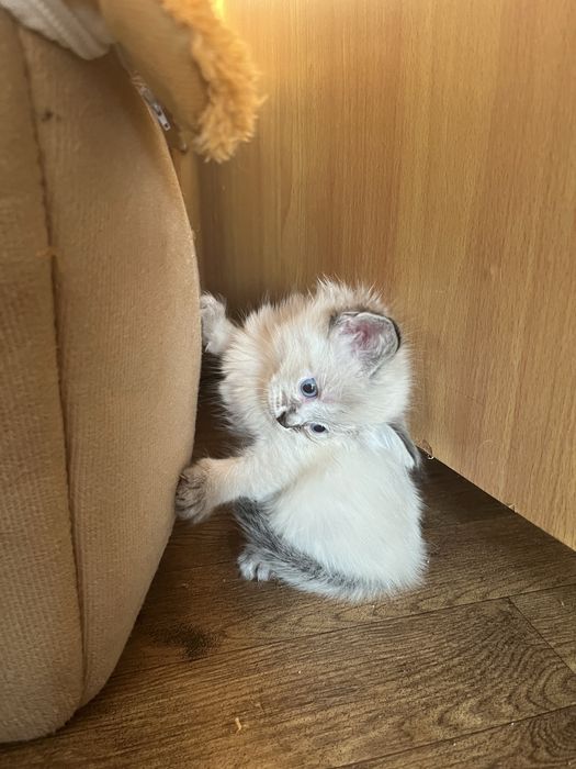 Котенок девочка 1,5 месяца