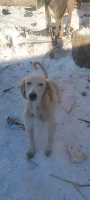 Продам тазы сучки