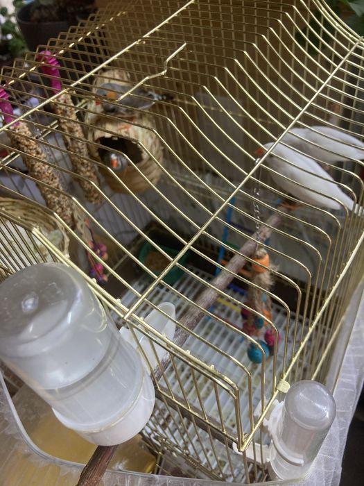 Продам амадины 4 штуки