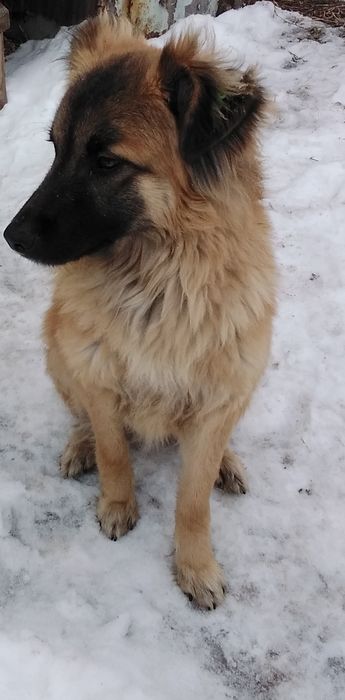 Найденная собака-кабель.