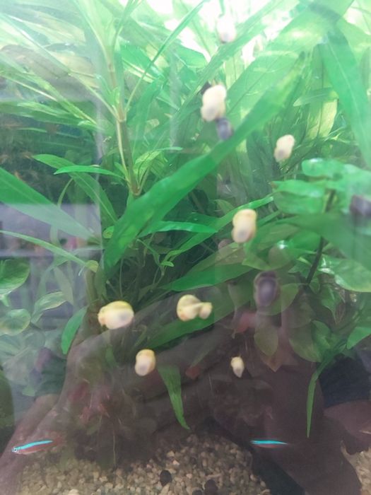 Живые водоросли для аквариумы ЛИМОННИК