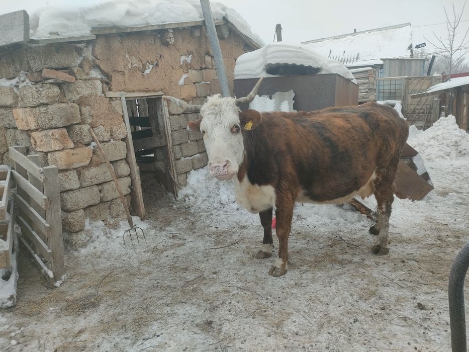 Сиыр сатылады  ири