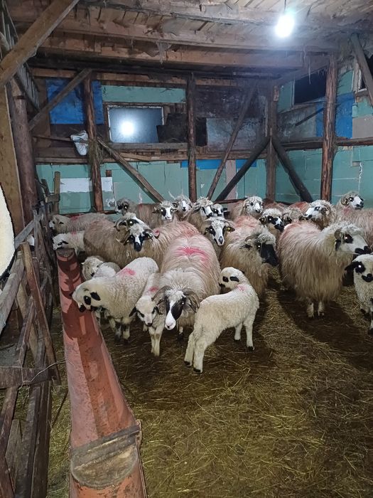19 oi cu miei tinere și un berbec