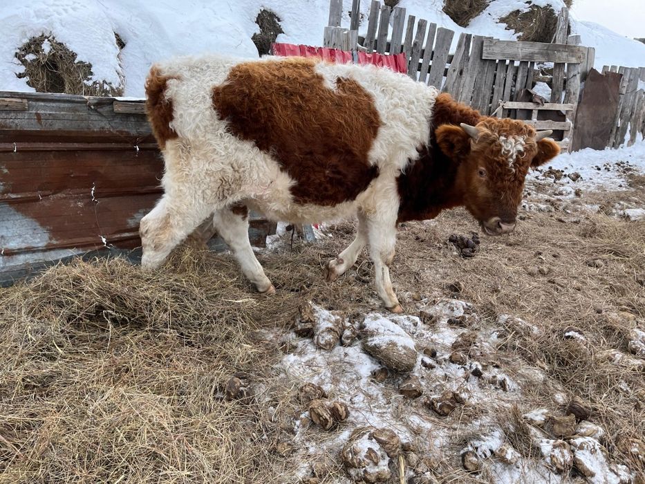 Подсос бұқа сатылады