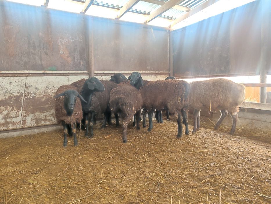 Бараны тохты домашние