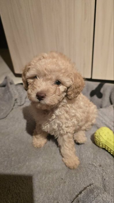 Мини пудел момиченце на 3 месеца
