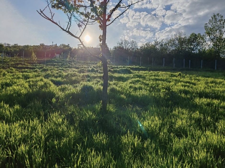 Teren extravilan 10 arii (1000 mp) Bistrita , Dealul Targului