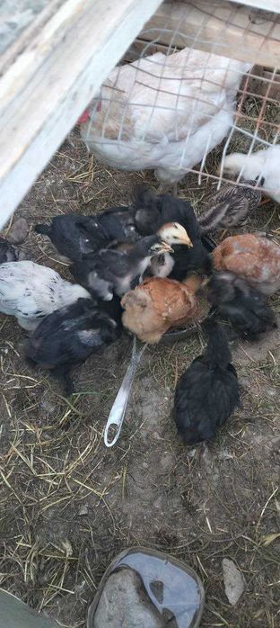 продаются 2х месячные породистые цыплята с материю