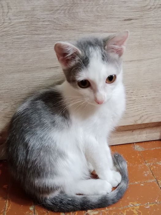 Отдам котенка,девочка 3,5 месяца