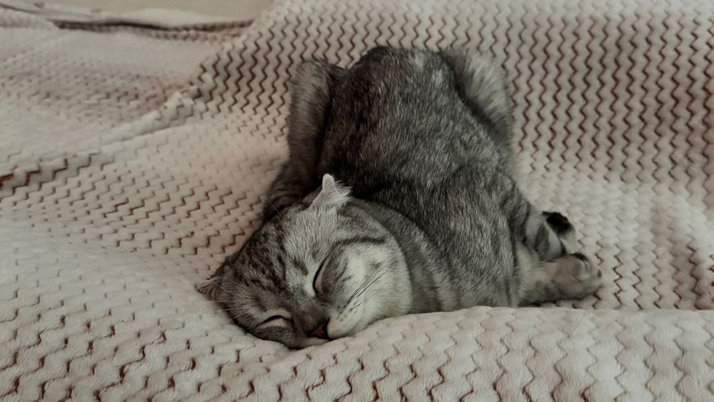 Отдам в очень добрые руки котенка