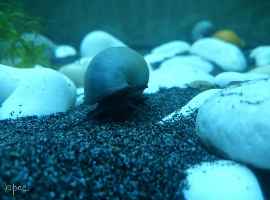 Чёрные ампулярии улитки для аквариума