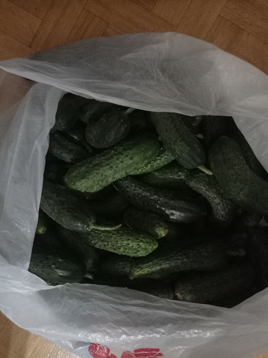огурцы на засолку