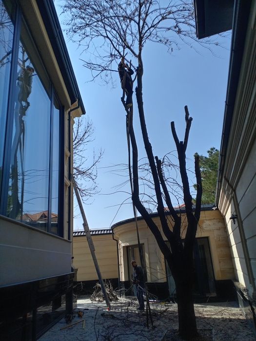 Дарахт кесиш.  7/24