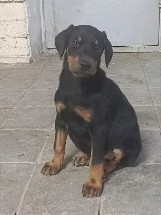 Продам щенка доберман девочка