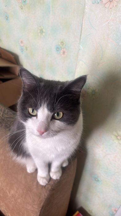 Молодой котик ищет новый дом!