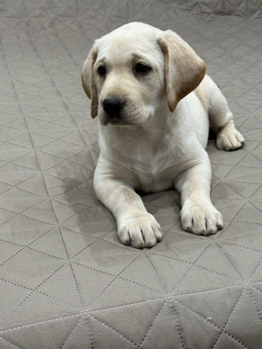 Чистокръвни Лабрадор Ретривар: