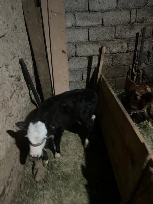 Сыйырлар сатыладыь