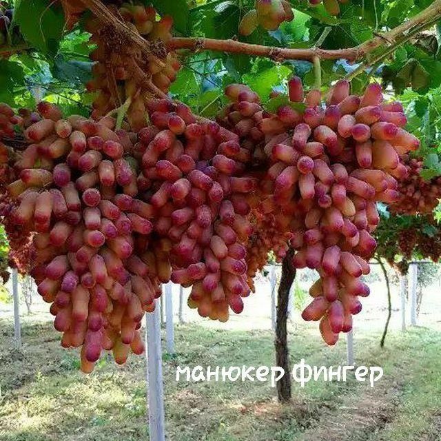 Аватар,хэлоин,маникиюр фингир,сугдиона кучатлари бор 10 000 ,70 000