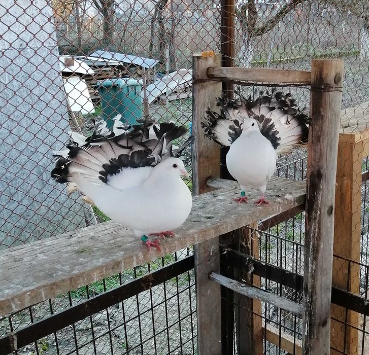 Vand porumbei voltati