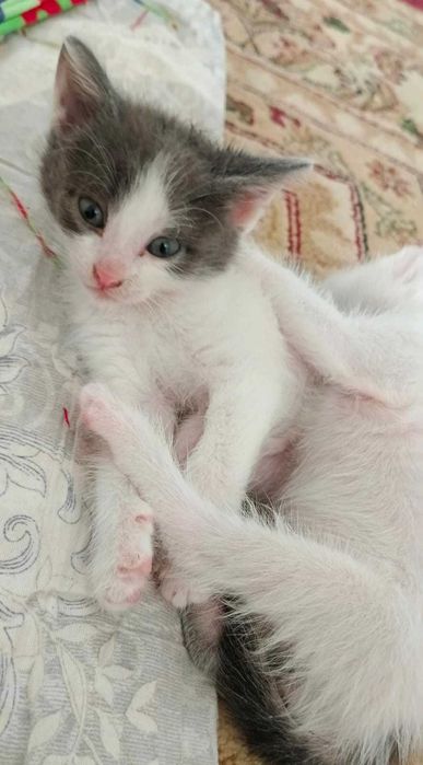 Котёнки 2 месяца