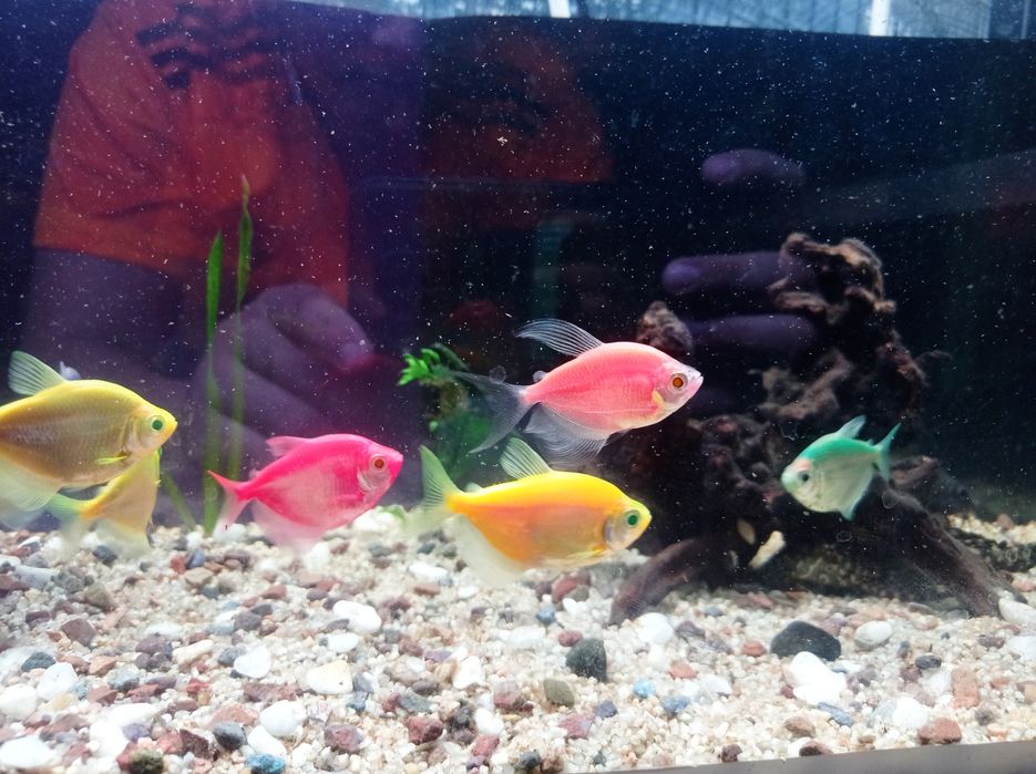 Аквариумная рыба