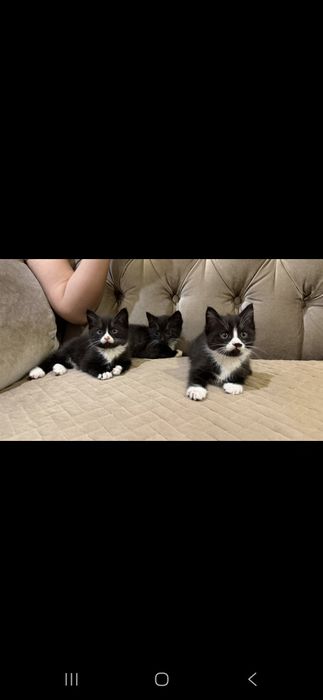 Британские котята 2 месяцев  им