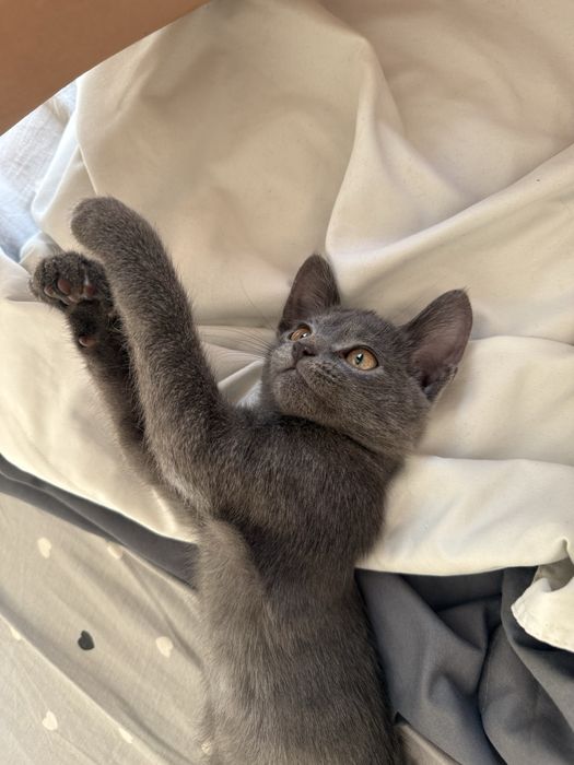 Отдам котёнка в хорошие руки