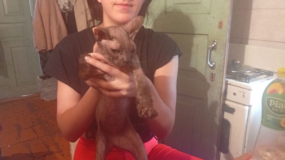 Кошка свинкс мэги