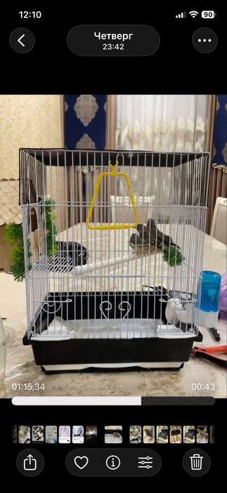 Qafas In Kletka Qush ga kota. Yengi Dublonka si bor