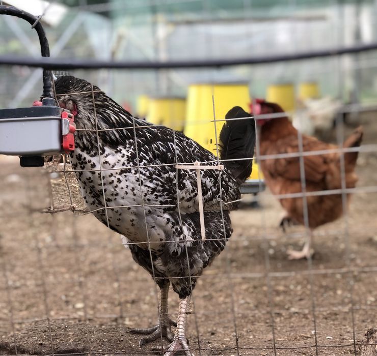 Новопронесли кокошки носачки, снасящи цветни яйца 6  МЕСЕЧНИ