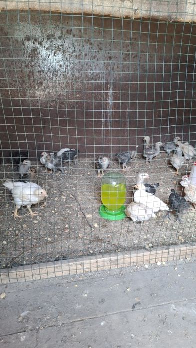 Продам цыплят активных