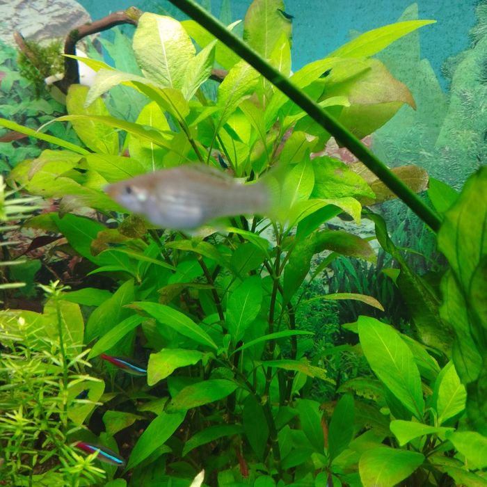 лимонник аквариумное растение