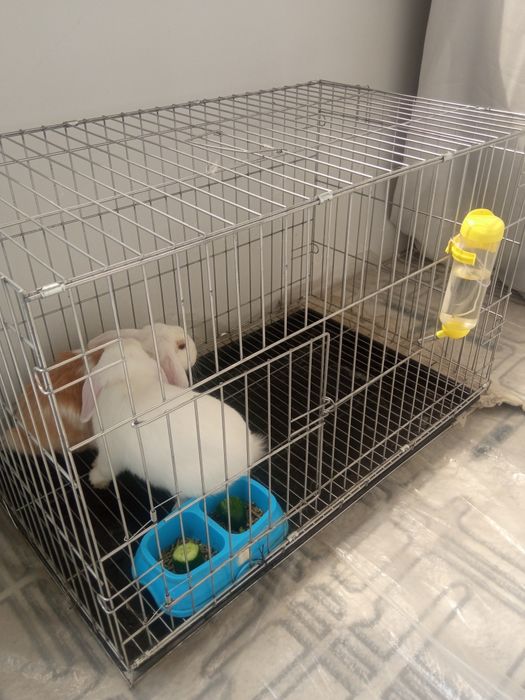 Zotli dekorativ Quyon sotiladi