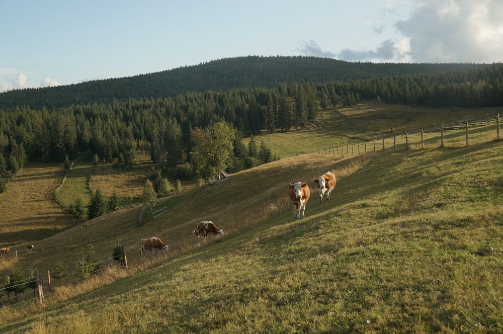 Teren cu casa in localitatea Măguri, comuna Măguri-Racatau