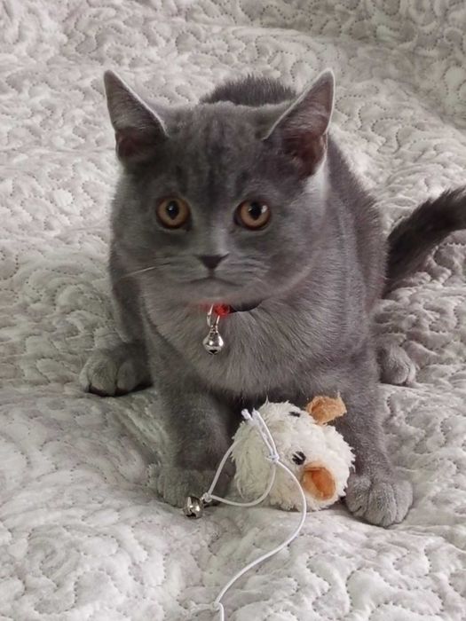 Шотландски котета момчета