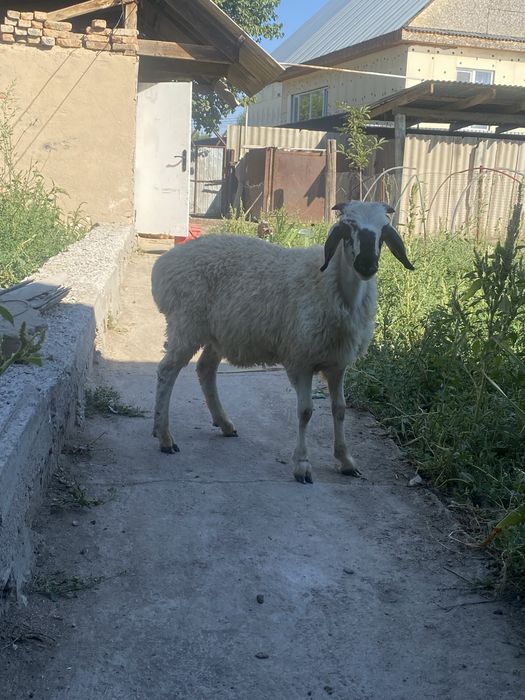 Продаю бараны срочна