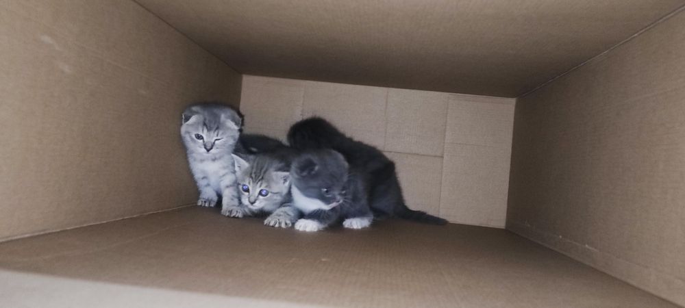 Срочно продаются Скоттиш Фолд и Скоттиш Страйт