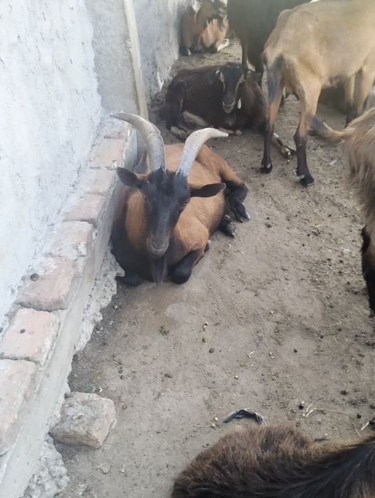Vând capre de rasă