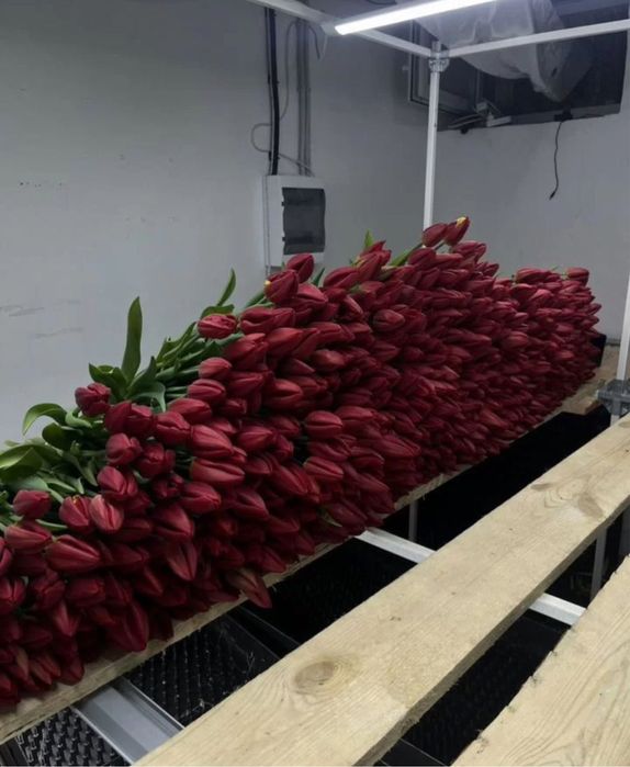 Тюльпаны с теплицы